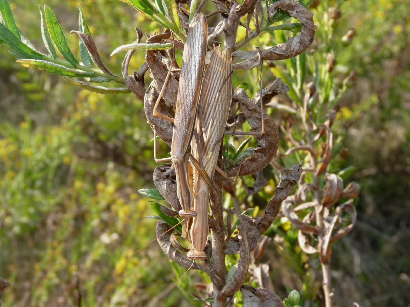 Accoppiamento Mantis religiosa